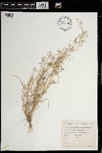 Media resource of Eragrostis barrelieri