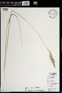 Nassella viridula image