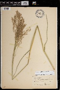 Tridens flavus image