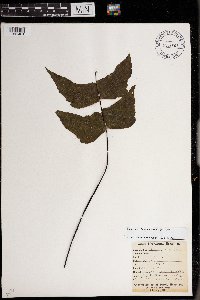 Adiantum macrophyllum image