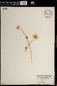 Anemone caroliniana image