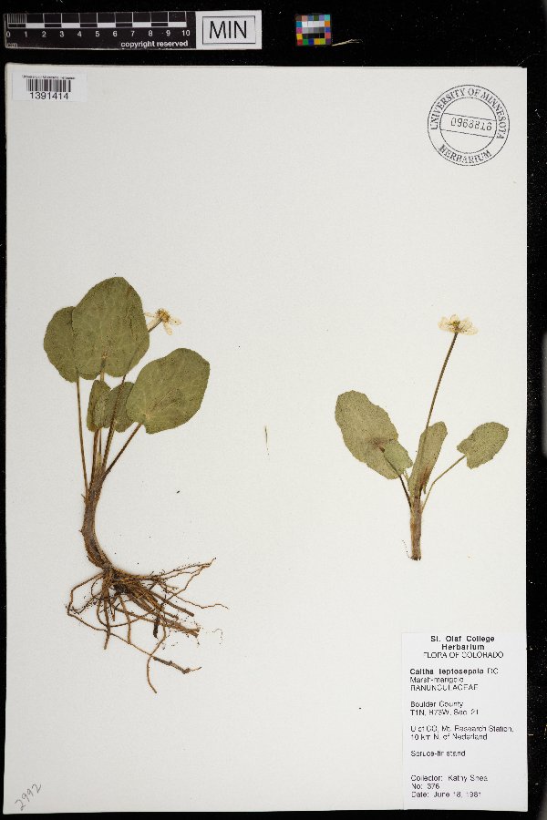 Caltha leptosepala image