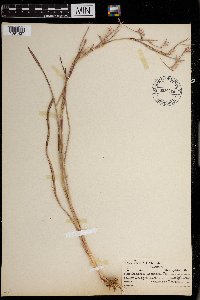 Schizachyrium scoparium image