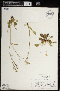 Micranthes virginiensis image