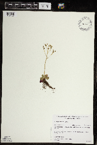 Micranthes virginiensis image