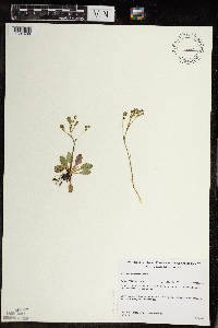 Micranthes virginiensis image