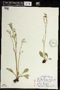 Micranthes virginiensis image