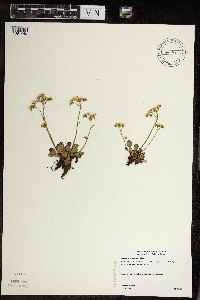 Micranthes virginiensis image
