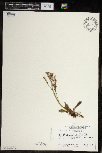 Micranthes virginiensis image