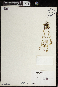 Micranthes virginiensis image