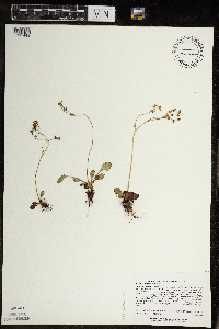 Micranthes virginiensis image