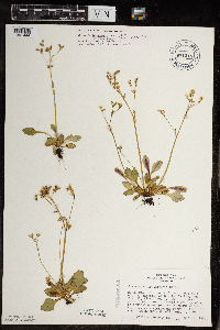 Micranthes virginiensis image