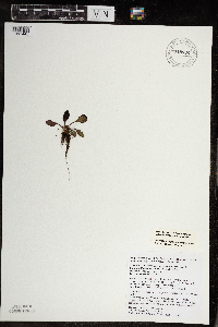 Micranthes virginiensis image