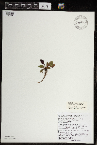 Micranthes virginiensis image