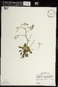 Micranthes virginiensis image