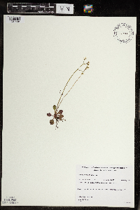 Micranthes virginiensis image