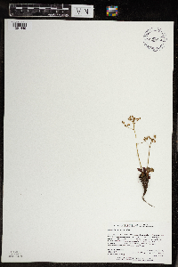 Micranthes virginiensis image