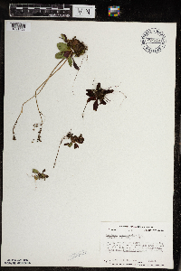 Micranthes virginiensis image