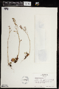 Micranthes virginiensis image