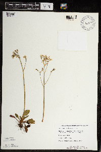 Micranthes virginiensis image