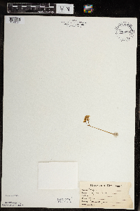 Micranthes virginiensis image