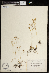 Micranthes virginiensis image
