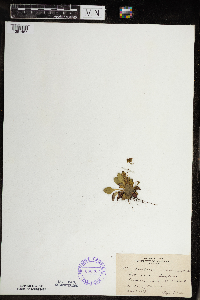 Micranthes virginiensis image