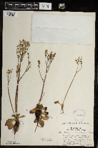 Micranthes virginiensis image