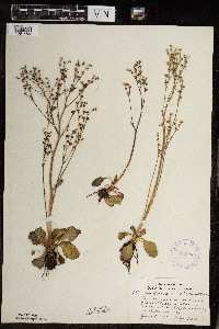 Micranthes virginiensis image