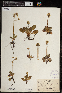 Micranthes virginiensis image