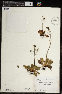 Micranthes virginiensis image