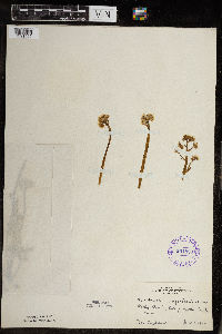 Micranthes virginiensis image