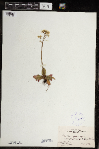 Micranthes virginiensis image