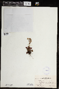 Micranthes virginiensis image
