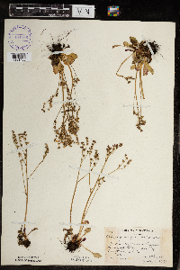 Micranthes virginiensis image