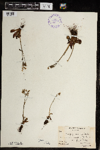 Micranthes virginiensis image