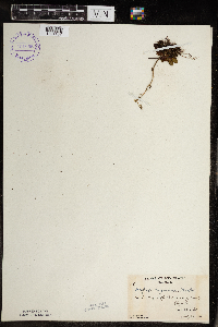 Micranthes virginiensis image