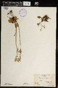 Micranthes virginiensis image