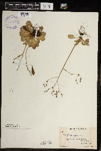 Micranthes virginiensis image