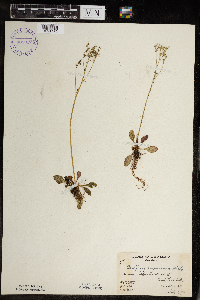 Micranthes virginiensis image