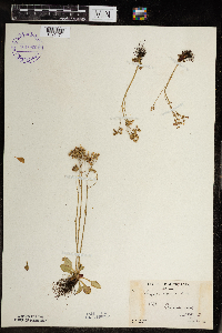 Micranthes virginiensis image