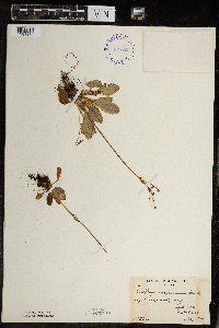 Micranthes virginiensis image