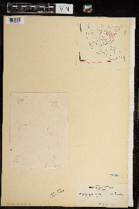 Micranthes virginiensis image