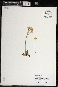 Micranthes virginiensis image