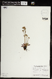 Micranthes virginiensis image