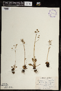 Micranthes virginiensis image