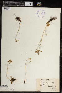 Micranthes virginiensis image