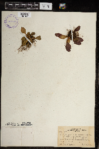 Micranthes virginiensis image