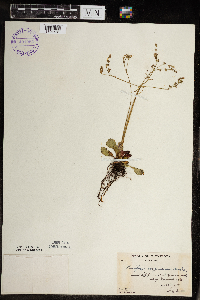 Micranthes virginiensis image