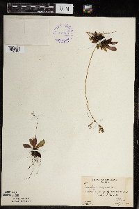 Micranthes virginiensis image